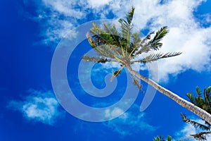 Palm tree against blue sky