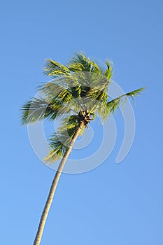 Palm tree against blue tropical sky in the breeze