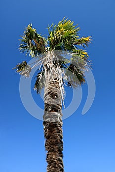 Palm Tree Against a Clear Blue Sky
