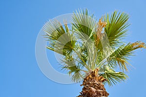 Palm tree against a clear blue sky.