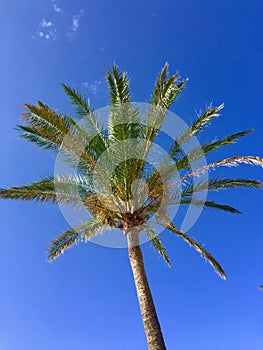 Palm tree against perfect blue sky