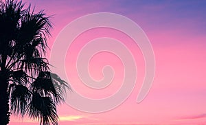 Palm tree against a pink sunset sky