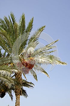 Palm tree against the sky