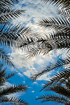 Palm tree against the sky and clouds