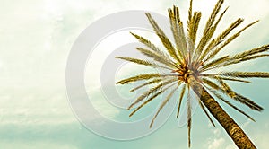 Palm Tree against Summer sunny day with clear sky panoramic background