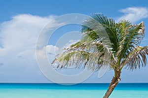 Palm tree against tropical ocean