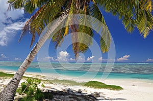 Palm tree on Aitutaki - Cook Islands