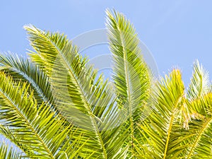 Palm tree in Algarve region, Portugal