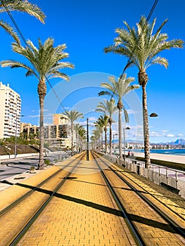 Palm tree in Alicante city