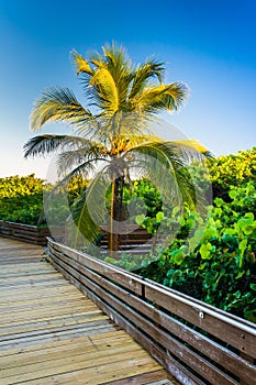 Palm tree along a boardwalk at Jupiter Island, Florida.