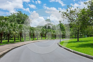 Palm tree along side the road