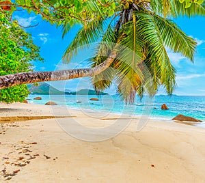 Palm tree in Anse Boudin beach