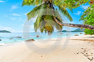 Palm tree in Anse Boudin beach