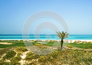 Palm tree on the Arabian Gulf. The Saadiyat Island. Abu Dhabi.