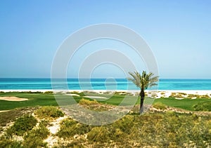 Palm tree on the Arabian Gulf. The Saadiyat Island. Abu Dhabi. photo