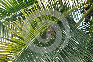 palm tree (areaceae) leaf with nest