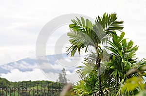 palm tree,areca catechu L sky , cloud and mountain