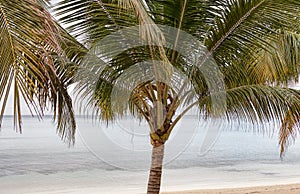 Palm Tree Arecaceae on Beach by Ocean