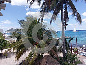 palm tree, arecales, resort, tropics, tree, caribbean, sea photo