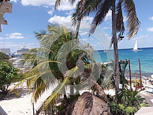 palm tree, arecales, resort, sea, tropics, caribbean, tree photo