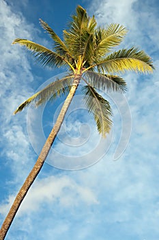 Palm tree with azure blue sky with clouds in background