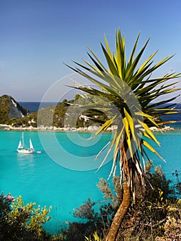 Tropical Lagoon Palms