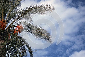 Palm tree with background of blue sky