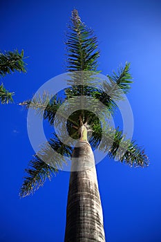 Palm tree on a background of blue sky on a sunny day