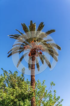 palm tree on background of blue sky