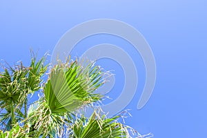 Palm Tree Background. Blue Sky and Palm Trees View From Below, Tropical beach and Summer Background, Travel Concept