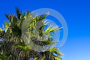 Palm Tree Background. Blue Sky and Palm Trees View From Below, Tropical beach and Summer Background, Travel Concept