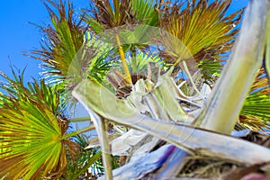 Palm Tree Background. Blue Sky and Palm Trees View From Below, Tropical beach and Summer Background, Travel Concept