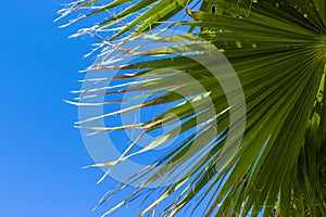 Palm Tree Background. Blue Sky and Palm Trees View From Below, Tropical beach and Summer Background, Travel Concept