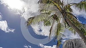 Palm tree on the background of blue sky and white clouds.