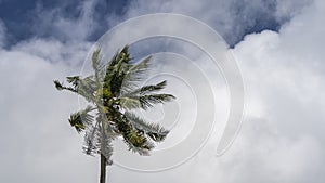 Palm tree on the background of blue sky and white clouds.
