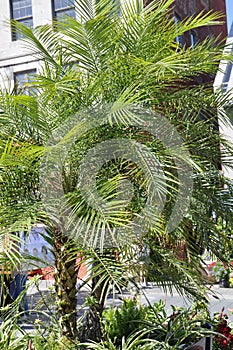 Palm Tree Background from Place Jacques Cartier in Montreal photo