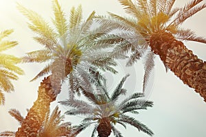 Palm tree background with retro filter effect