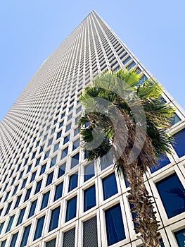 Palm tree on the background of a skyscraper
