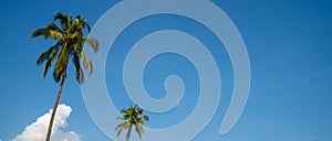 The palm tree on the background a sunny blue sky with the white clouds
