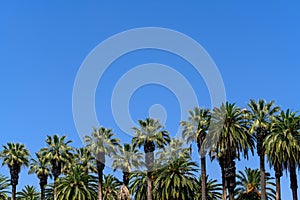 Palm Tree Backgrouns with blue sky