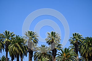 Palm Tree Backgrouns with blue sky