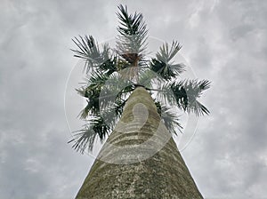 Palm tree at backyard in the afternoon