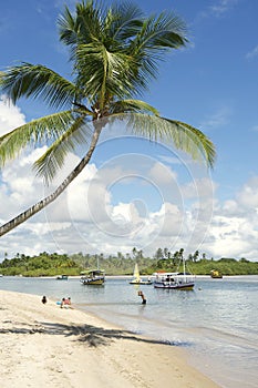 Palm Tree Bahia Nordeste Brazilian Beach photo