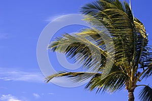 Palm Tree in Balmy Breeze photo