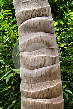 Palm tree bark