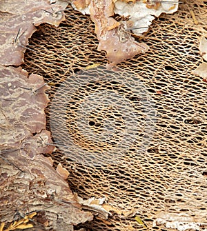 Palm tree bark as an abstract background.