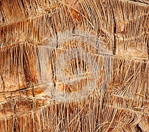 Palm tree bark as an abstract background.