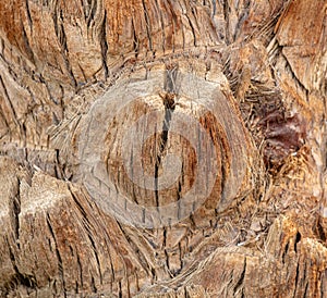 Palm tree bark as an abstract background.