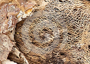 Palm tree bark as an abstract background.