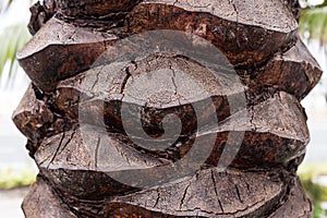 Palm tree bark background